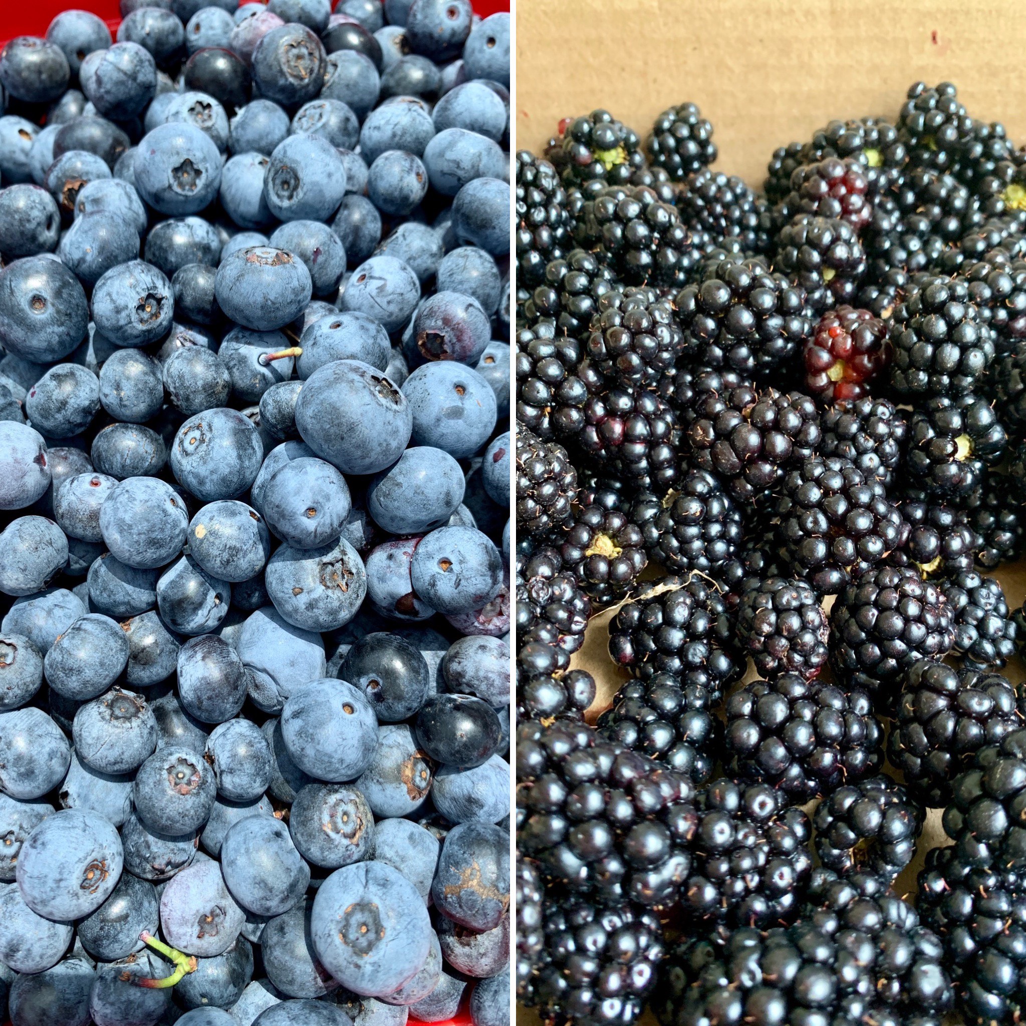 berry season